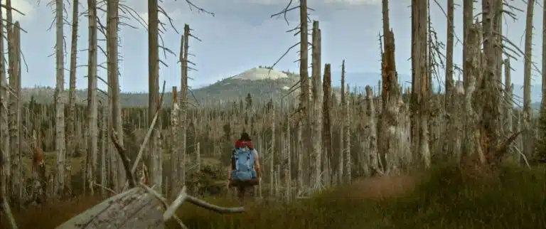 DER WILDE WALD – NATUR NATUR SEIN LASSEN