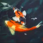 Koi Karpfen im dunklen Wasser