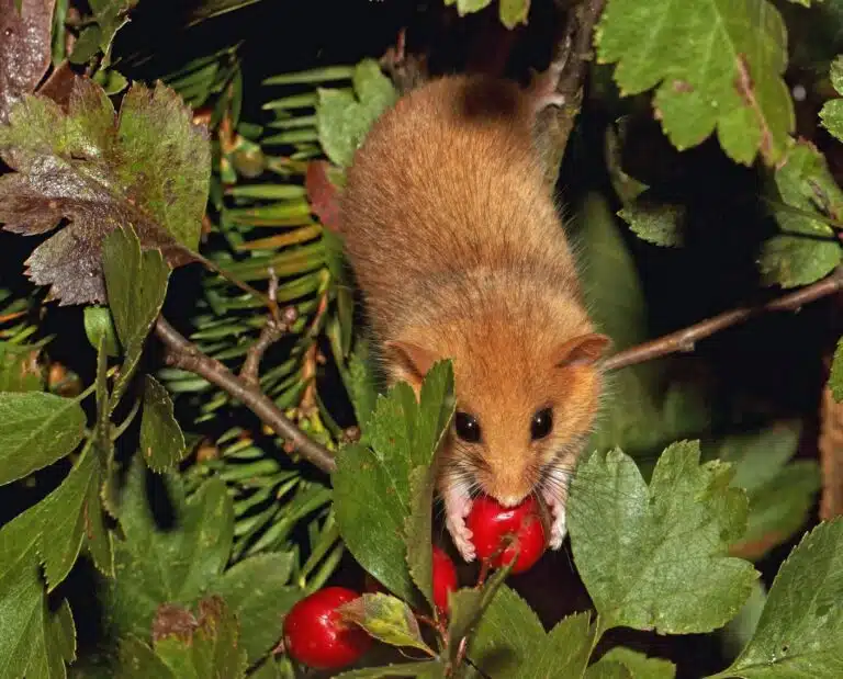 Auf den Spuren der Haselmaus